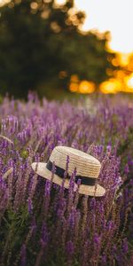 Lavender,Flowers,Miscellanea,Miscellaneous,Hat,Wildflowers