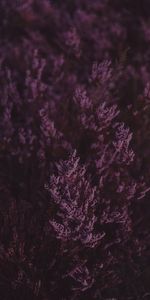 Lavender,Flowers,Violet,Macro,Close Up,Flowering,Bloom,Purple