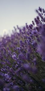 Fleurs,Mauve,Wildflowers,Fleurs Sauvages,Lavande