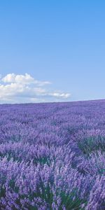 Lavender,Nature,Flowers,Sky,Horizon,Wildflowers