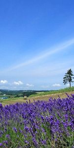 Lavender,Sky,Horizon,Wood,Tree,Slope,Field,Nature