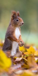 Leaves,Animal,Nice,Sweetheart,Animals,Squirrel,Funny