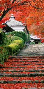 Automne,Feuilles,Paysage