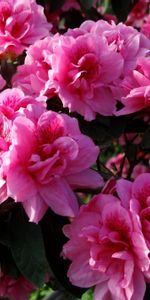 Leaves,Azalea,Flowers,Close Up,Bloom,Flowering