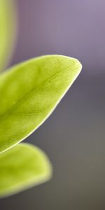 Leaves,Background