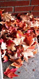 Leaves,Background