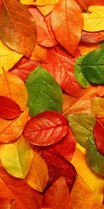 Feuilles,Contexte,Automne