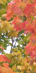 Leaves,Background,Autumn