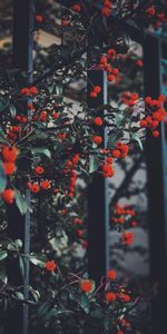 Leaves,Berries,Branches,Nature,Red Berries