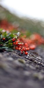 Leaves,Berries,Macro,Blur,Smooth,Rowan