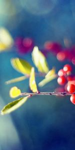 Leaves,Berries,Macro,Branch,Glare