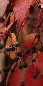 Leaves,Berries,Plants