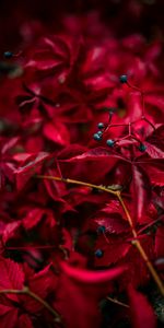 Leaves,Berry,Nature,Veins,Autumn