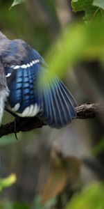 Размытость,Голубая Сойка,Cyanocitta Cristata,Взмах,Животные,Птица,Листья,Ветка