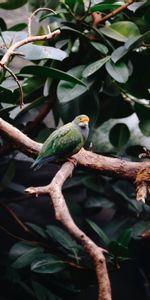 Branches,Animaux,Feuilles,Perroquets,Oiseau