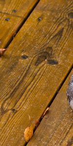 Leaves,Bird,Predator,Small,Petite,Animals,Wooden Floor,Owl