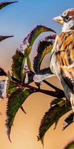 Feuilles,Moineau,Branche,Animaux,Oiseau