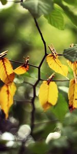 Leaves,Branch,Clothespins,Nature