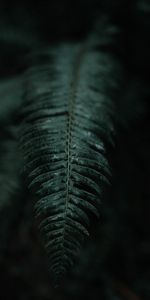 Leaves,Branch,Dark,Fern