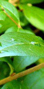 Leaves,Branch,Drops,Macro