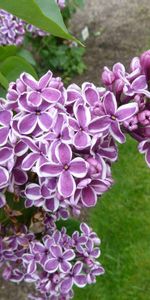 Leaves,Branch,Flowers,Lilac,Close Up,Bloom,Flowering,Spring