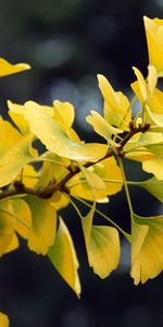 Ginkgo,Feuilles,Branche,Nature