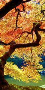 Leaves,Branches,Branch,Bends,Trunk,Nature,Wood,Tree,Autumn