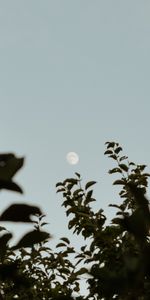 Leaves,Branches,Evening,Nature,Moon