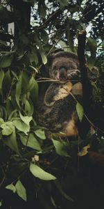 Leaves,Branches,Koala,Animals,Wildlife