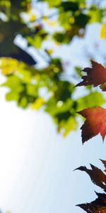 Leaves,Branches,Nature,Autumn