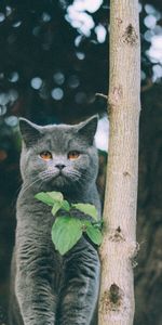 Animaux,Feuilles,Britannique,Minou,Chaton,Chat