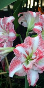 Bourgeons,Amaryllis,Fleurs,Feuilles