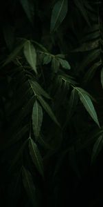 Leaves,Bush,Branches,Plant,Dark