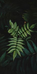 Leaves,Bush,Macro,Branches