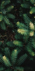 Feuilles,Macro,Branches,Buissons