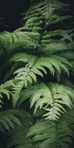 Leaves,Bush,Macro,Branches,Fern,Plants