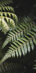 Leaves,Bush,Plant,Fern,Nature