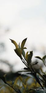 Planter,Macro,Branches,Plante,Feuilles,Buisson