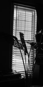 Leaves,Bw,Jalousie,Plant,Chb,Aesthetics