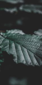 Leaves,Close Up,Veins,Dark