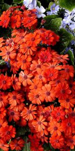 Leaves,Colorful,Different,Cineraria,Flowers,Bright