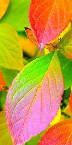 Leaves,Colors,Color,Palette,Nature