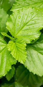 Feuilles,Drops,Macro,Rosée