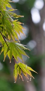 Leaves,Drops,Macro,Branch,Wet,Rain