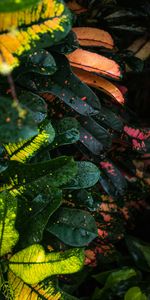 Leaves,Drops,Macro,Multicolored,Spots,Motley,Wet,Stains