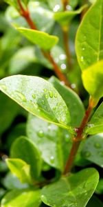 Leaves,Drops,Plant,Branches,Macro