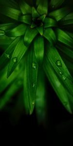 Leaves,Drops,Plant,Macro