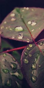 Hojas,Drops,Macro,Rocío,Planta