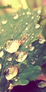 Leaves,Drops,Plants