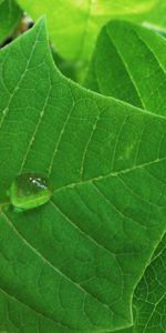 Feuilles,Drops,Plantes